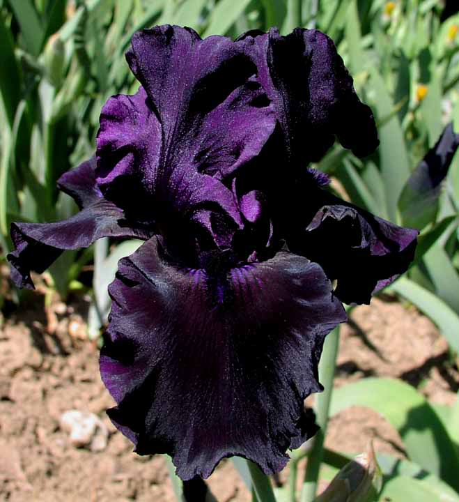 Iris germanica 'Before the Storm' — photo 1
