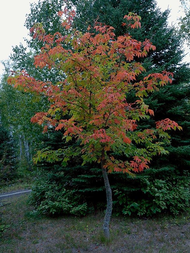 Aesculus x arnoldiana 'Autumn Splendor' — photo 1