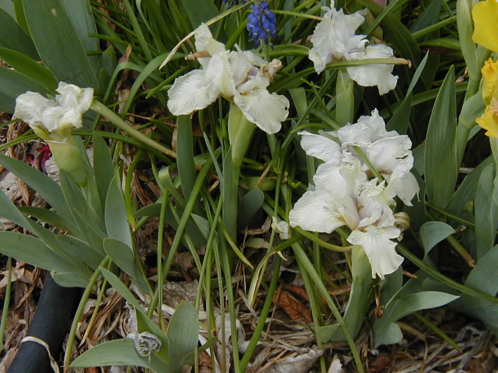 Iris 'Lacy Snowflake' — photo 1