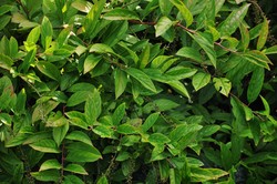 Itea virginica 'Henry's Garnet' — photo 1