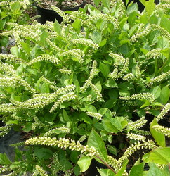 Itea virginica 'Henry's Garnet' — photo 2