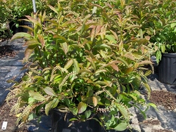 Itea virginica 'Henry's Garnet' — photo 3