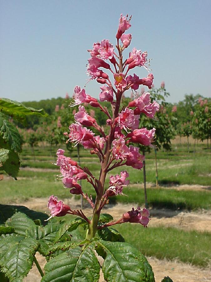 Aesculus carnea 'Briotii' — photo 1
