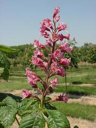 Aesculus carnea 'Briotii' — photo 1