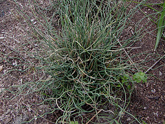 Juncus inflexus 'Afro'