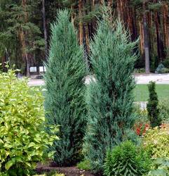 Juniperus virginiana 'Blue Arrow' — photo 2