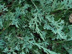 Juniperus horizontalis 'Wiltonii' — photo 1