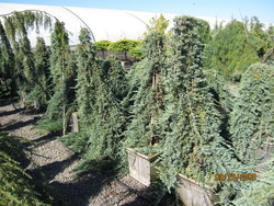 Juniperus horizontalis 'Wiltonii' — photo 2