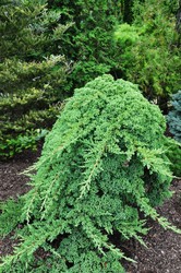 Juniperus procumbens 'Nana' — photo 2