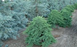 Juniperus procumbens 'Nana' — photo 3