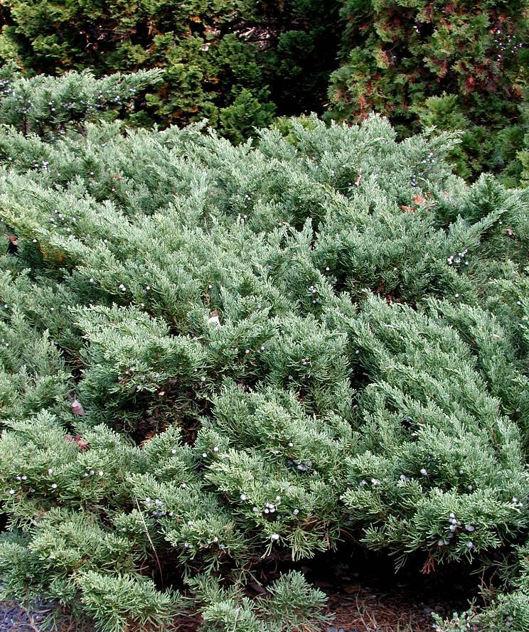 Juniperus squamata 'Expansa Parsonii'