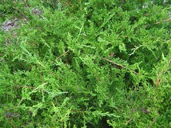 Juniperus chinensis 'Monlep'(MINT JULEP®) — photo 2