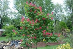 Aesculus carnea 'Briotii' — photo 2