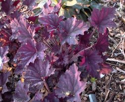Heuchera Frosted Violet