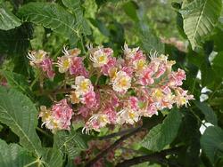 Aesculus carnea 'Briotii' — photo 3