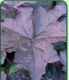 Heuchera Molly Bush