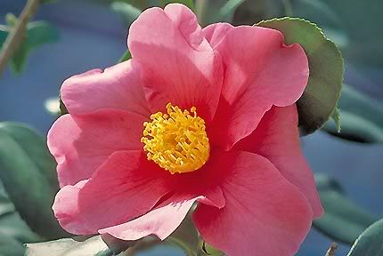 Camellia Winters Fire