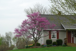 Cercis canadensis — photo 2
