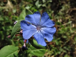 Ceratostigma plumbaginoides — photo 1