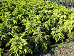 Chamaecyparis Obtusa Tetragona Aurea — photo 1