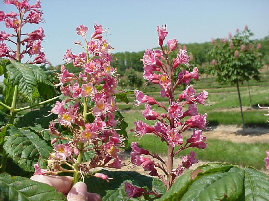 Aesculus carnea 'Fort McNair'