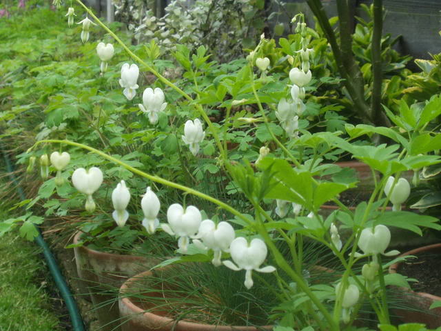 Dicentra spectabilis Alba — photo 1