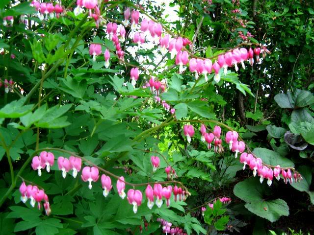 Dicentra spectabilis