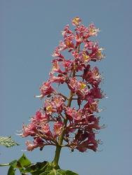 Aesculus carnea 'Fort McNair' — photo 2