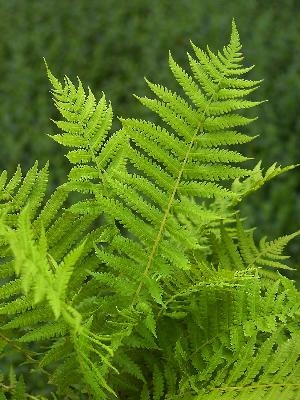 Dryopteris filix-mas 'Robust Male Fern' — photo 1