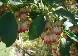 Enkianthus campanulatus — photo 1