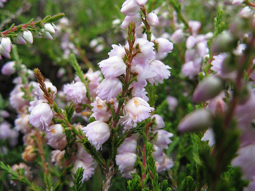 Calluna vulgaris County Wicklow