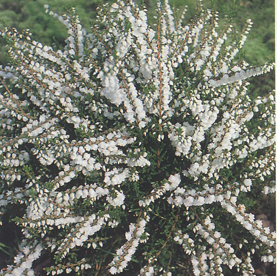 Calluna vulgaris Kinlochruel