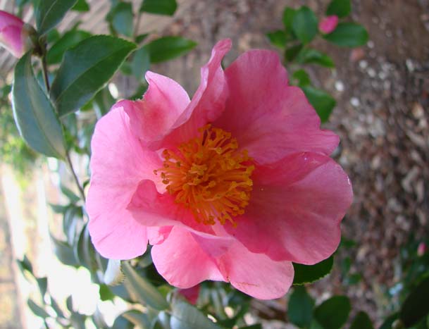 Camellia Winters Star