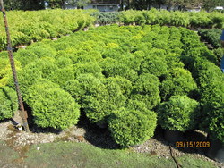 Chamaecyparis pisifera 'Squarrosa Minima' — photo 2