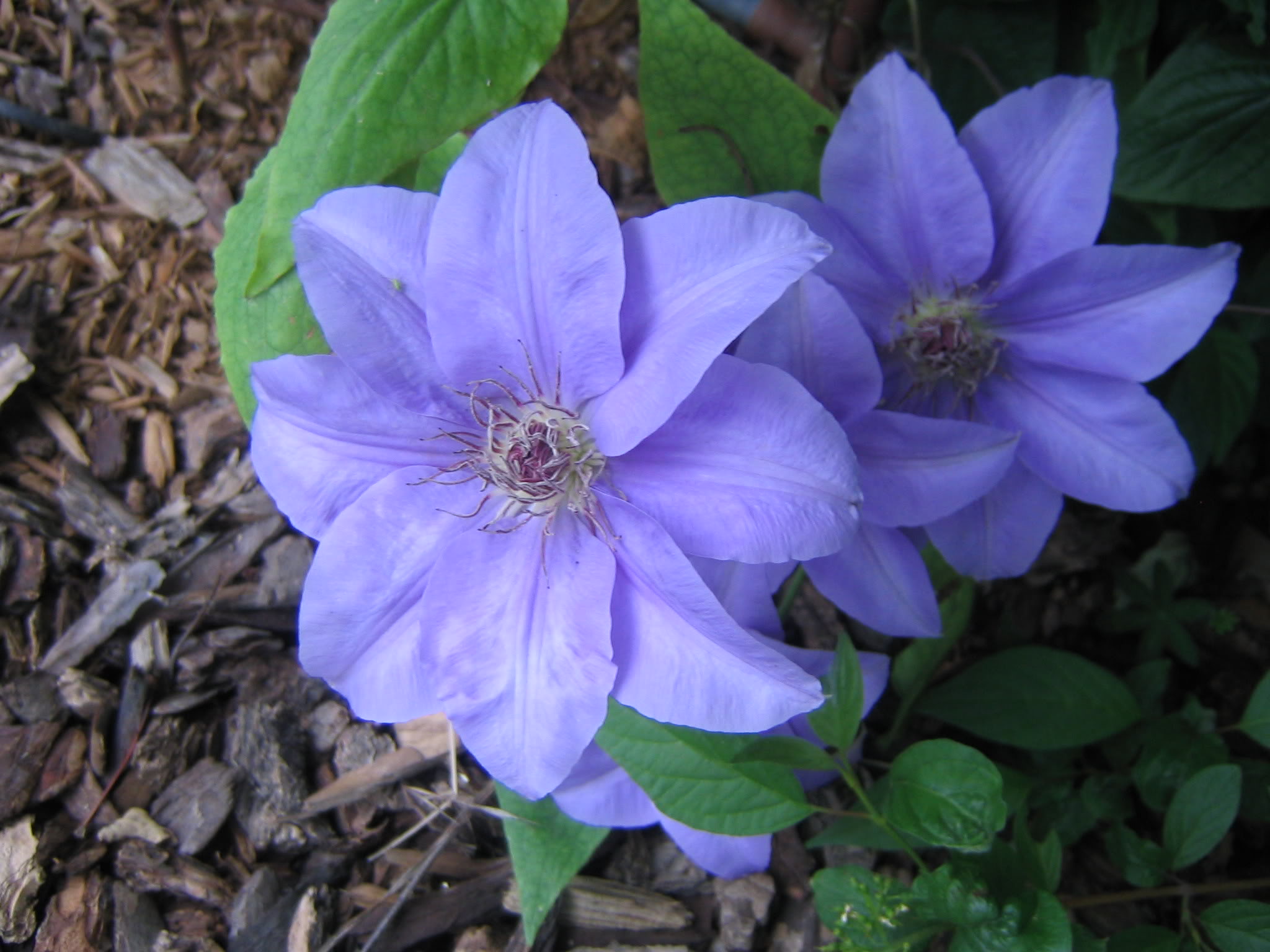 Clematis Ramona — photo 1