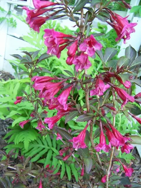 Weigela elvera 'Midnight Wine'