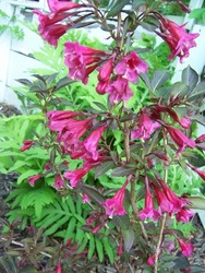 Weigela elvera 'Midnight Wine' — photo 1