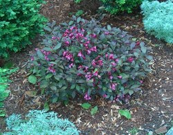 Weigela elvera 'Midnight Wine' — photo 2