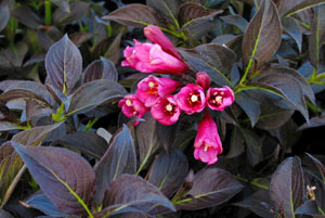 Weigela florida 'Dark Horse'