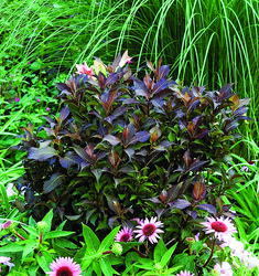 Weigela florida 'Dark Horse' — photo 2