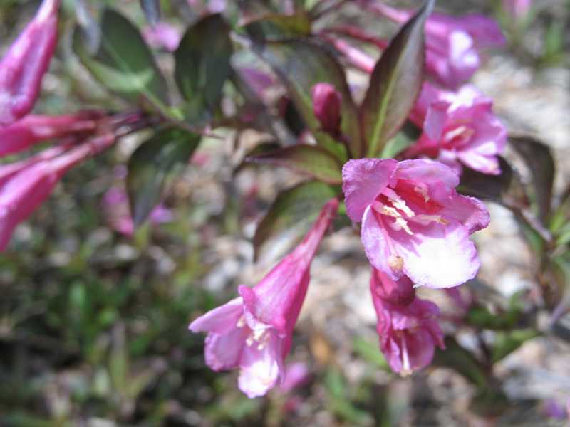 Weigela florida 'Fine Wine'