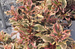 Weigela florida 'My Monet' — photo 2