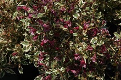 Weigela florida 'My Monet' — photo 3
