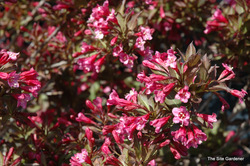 Weigela florida 'Wine & Roses' — photo 3
