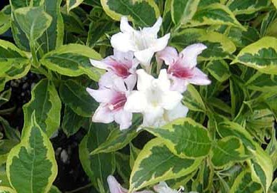 Weigela florida Goldrush
