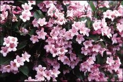 Weigela florida Polka — photo 1