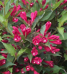 Weigela florida Red Prince