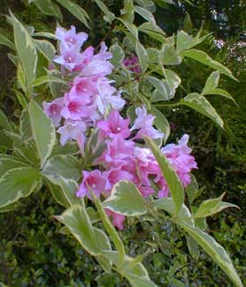 Weigela florida Sunny Princess