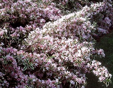 Weigela florida Variegata Nana