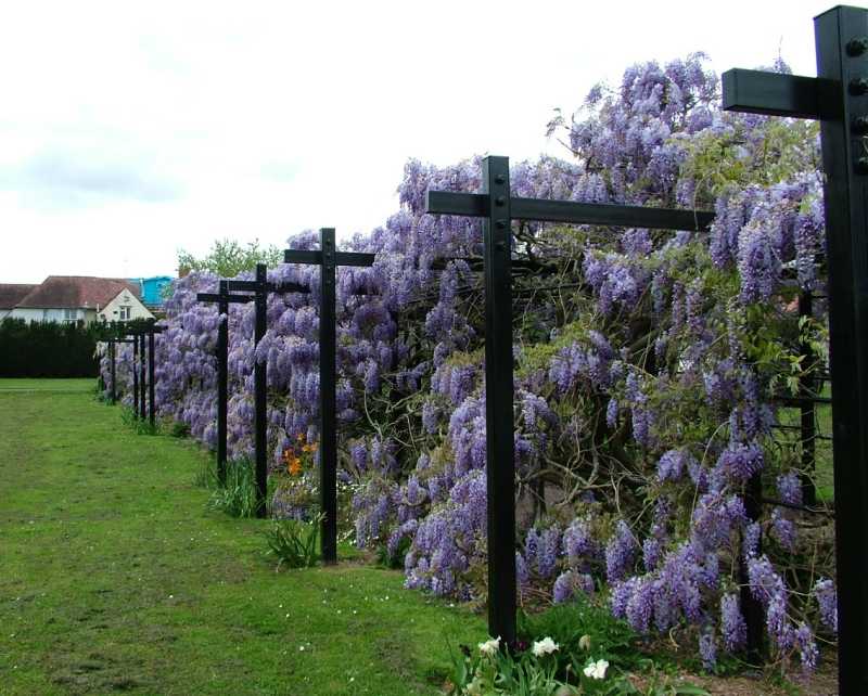 Wisteria floribunda 'Blue Moon' — photo 1